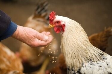 farmer feeding chicken
